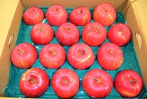 【教育情宣部】いまが旬!余市町のリンゴいただきました。